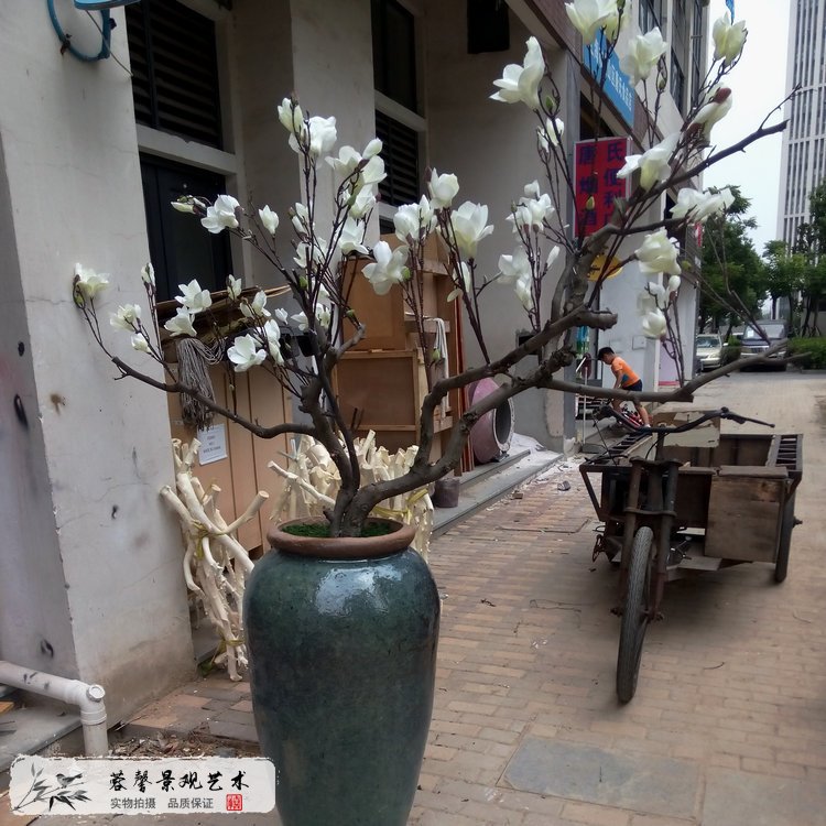 仿真玉蘭樹