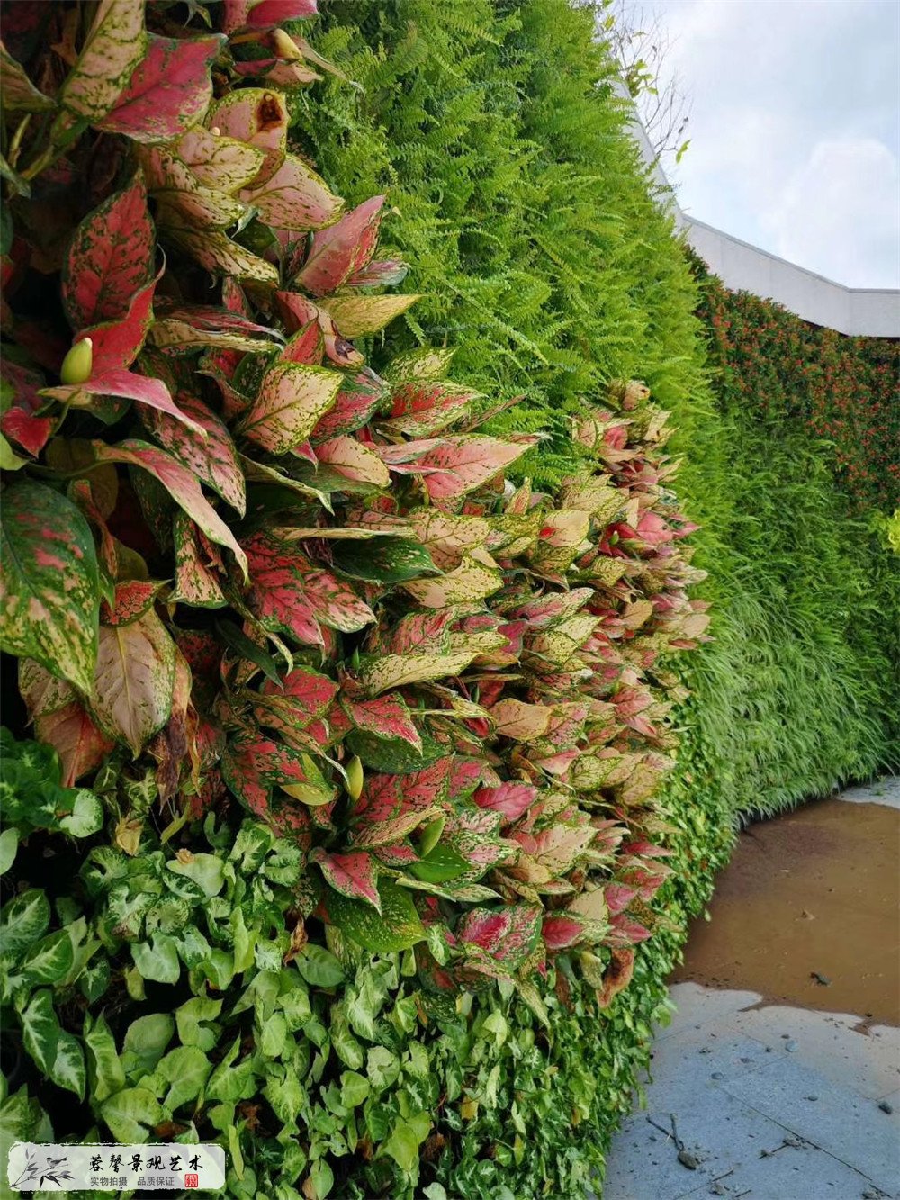 成都室外垂直綠化植物墻，重慶華潤置地施工案例 (3)