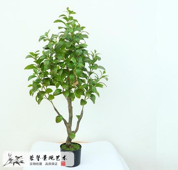 生活仿真植物