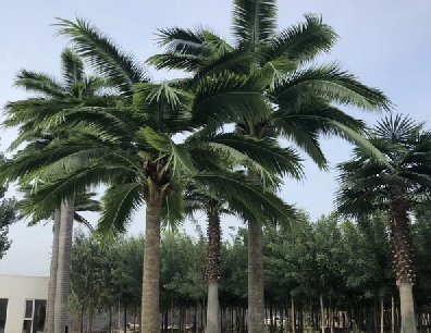 仿真樹怕暴風雨嗎