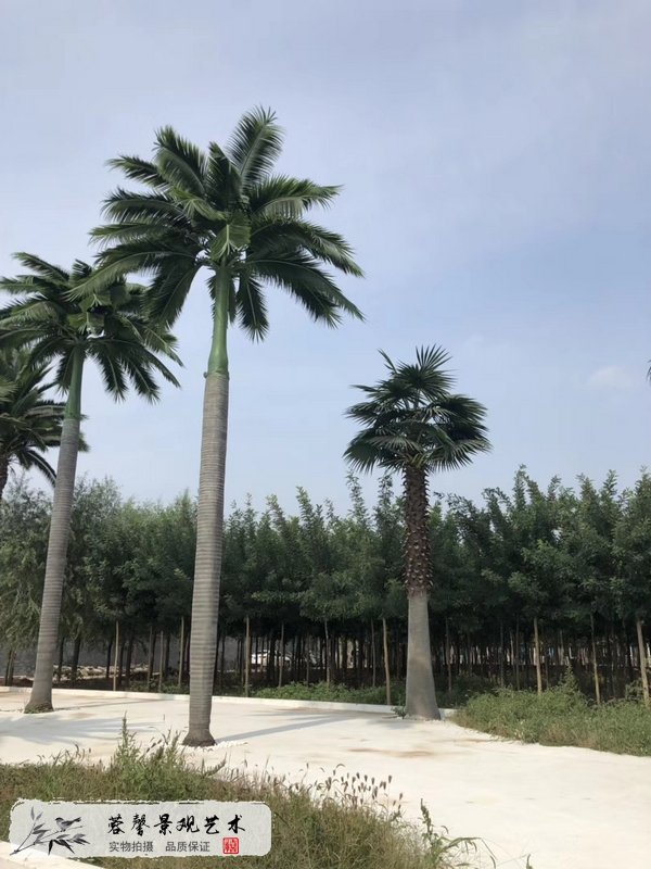 仿真樹怕暴風雨嗎