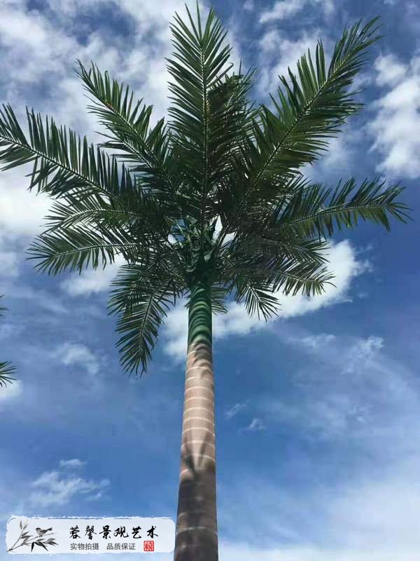 室外椰子樹
