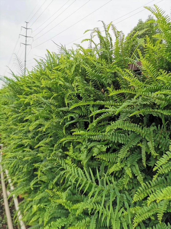 工業(yè)園植物墻