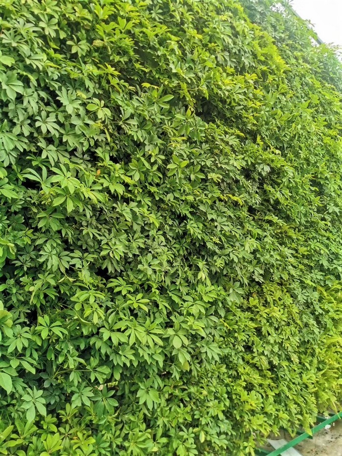 室外植物墻