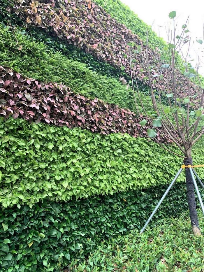 室外植物墻