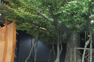 仿真榕樹的美觀和實用