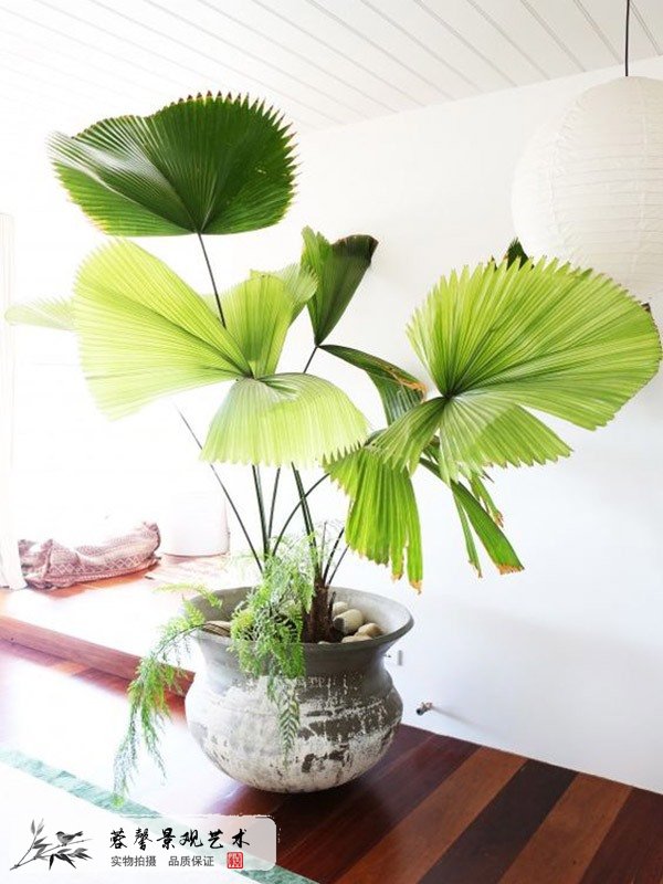 室內(nèi)仿真植物種類