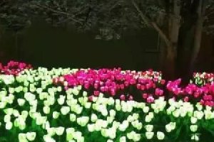 發(fā)光仿真花卉
