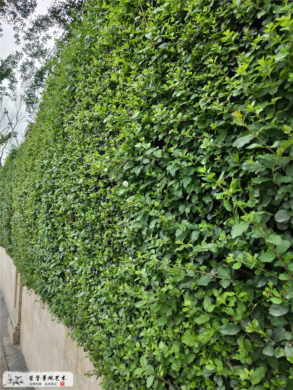 成都雙流區(qū)香港城市大學(xué)研究所立體植物墻制作 (4)