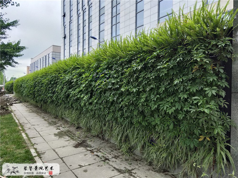 成都雙流區(qū)香港城市大學(xué)研究所立體植物墻制作 (3)