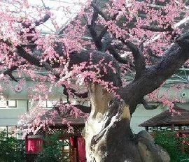 水泥仿真樹制作方法
