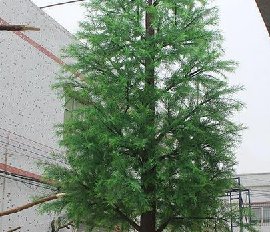 仿真落羽杉樹