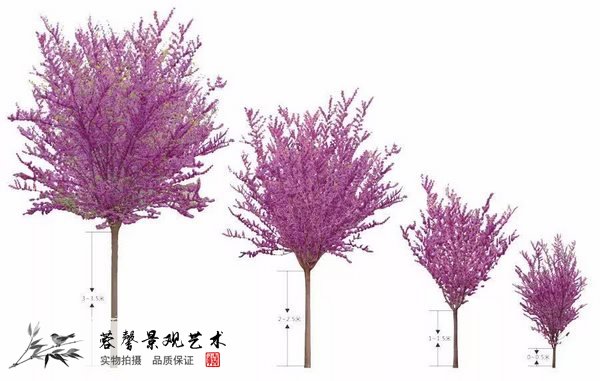 仿真紫荊花樹