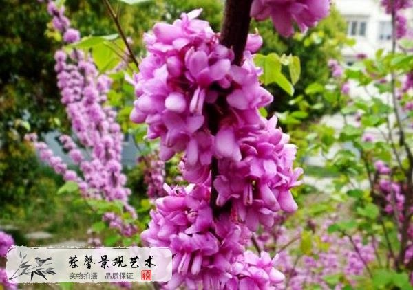 仿真紫荊花樹