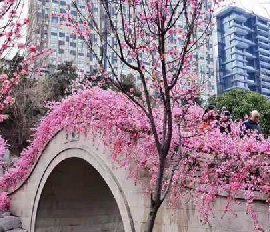 仿真桃花樹造景