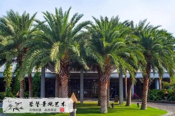 仿真海藻樹優(yōu)點