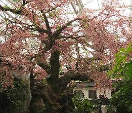 仿真梅花樹(shù)