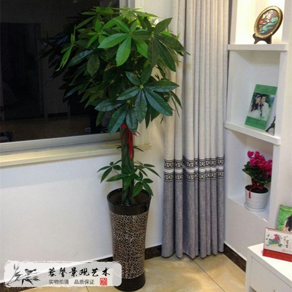 仿真發(fā)財(cái)樹(shù)價(jià)格