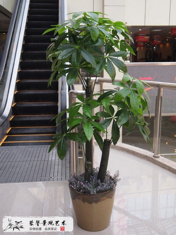 仿真發(fā)財(cái)樹(shù)價(jià)格