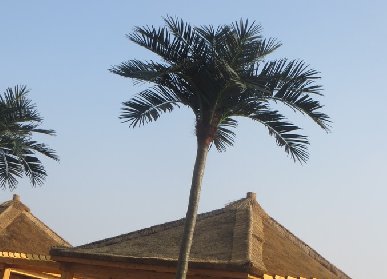 公園仿真椰子樹