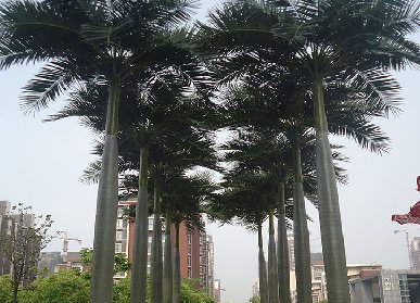 群植仿真椰子樹
