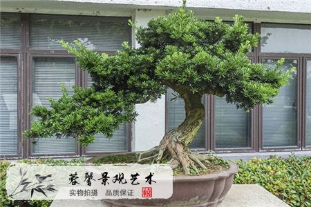 院里種樹的注意事項(xiàng)有哪些