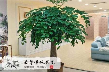 鎮(zhèn)宅旺財樹