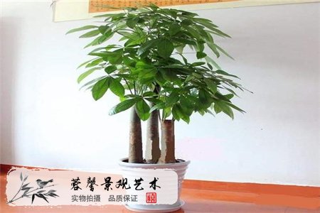 鎮(zhèn)宅旺財(cái)樹