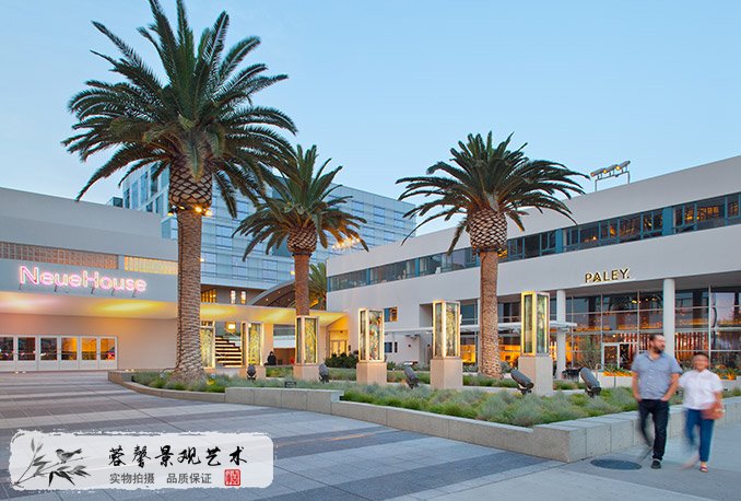 群植菠蘿頭海藻樹.jpg