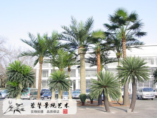 辦公樓前仿真海藻樹.jpg