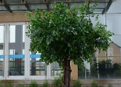 仿真榕樹用在哪里