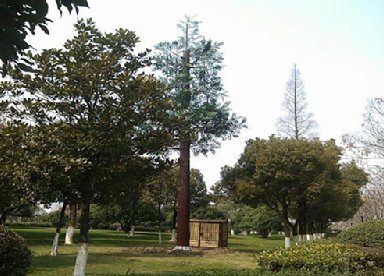 仿真基站樹優(yōu)點(diǎn)