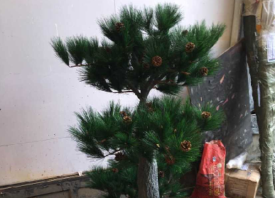 仿真羅漢松