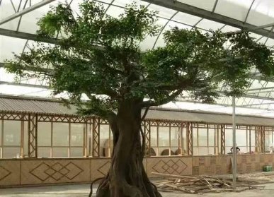 仿真榕樹景觀
