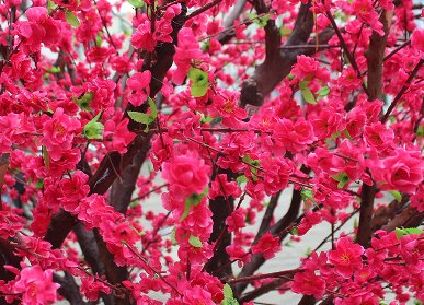 仿真桃花樹造景