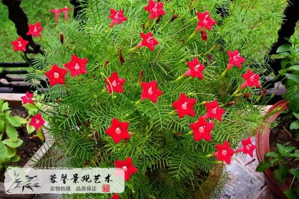 垂直綠化好植物