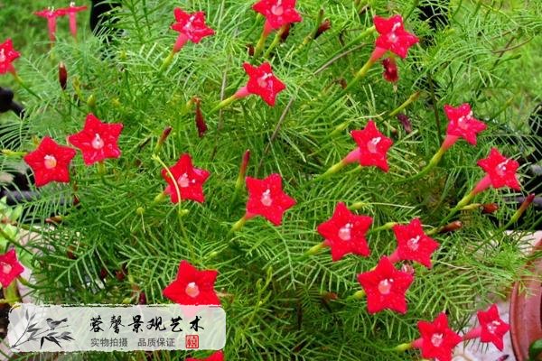 垂直綠化好植物