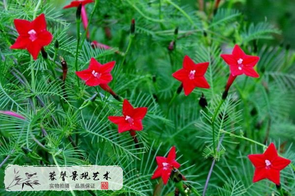 垂直綠化好植物