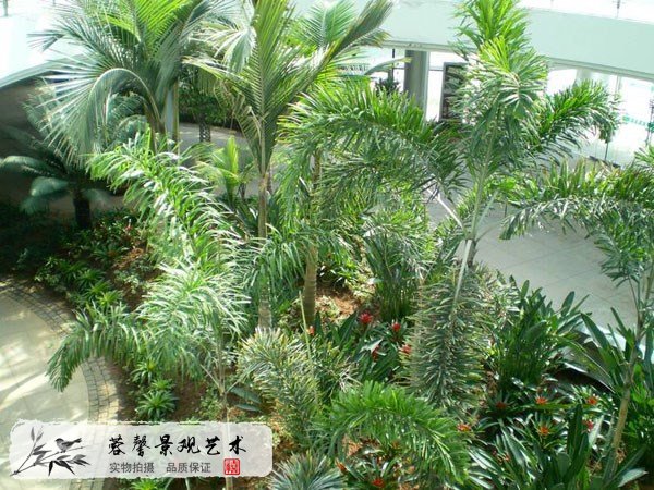 仿真狐尾椰子樹