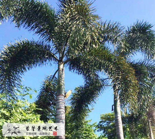 仿真狐尾椰子樹