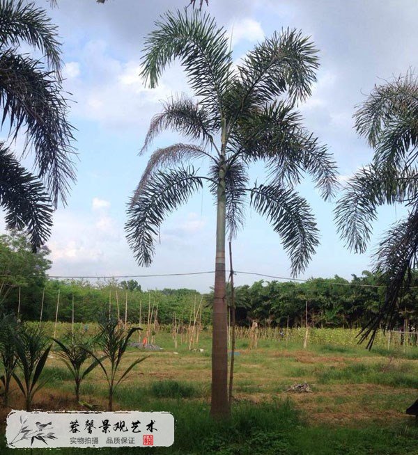 仿真狐尾椰子樹