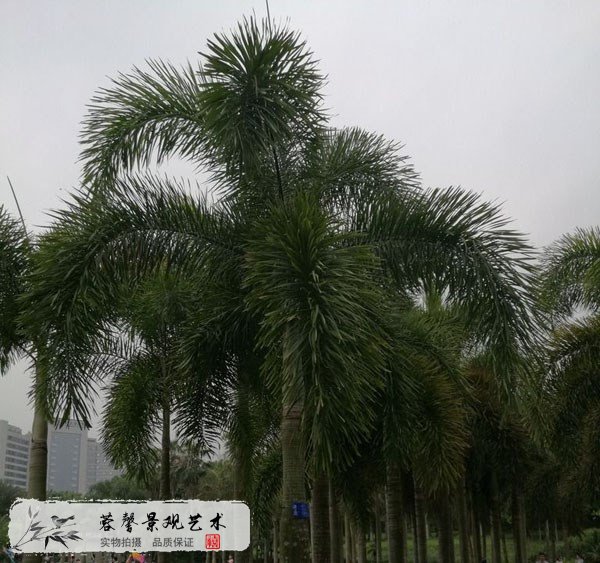 仿真狐尾椰子樹