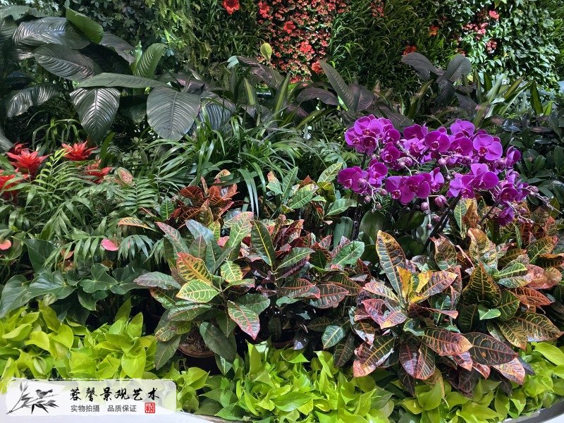 廣州機(jī)場(chǎng)室內(nèi)生態(tài)景觀(guān)垂直綠化
