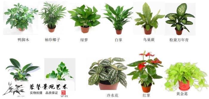 綠色植物墻植物