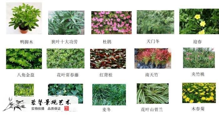 綠色植物墻植物
