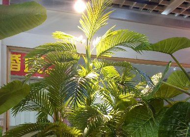 大型仿真植物批發(fā)