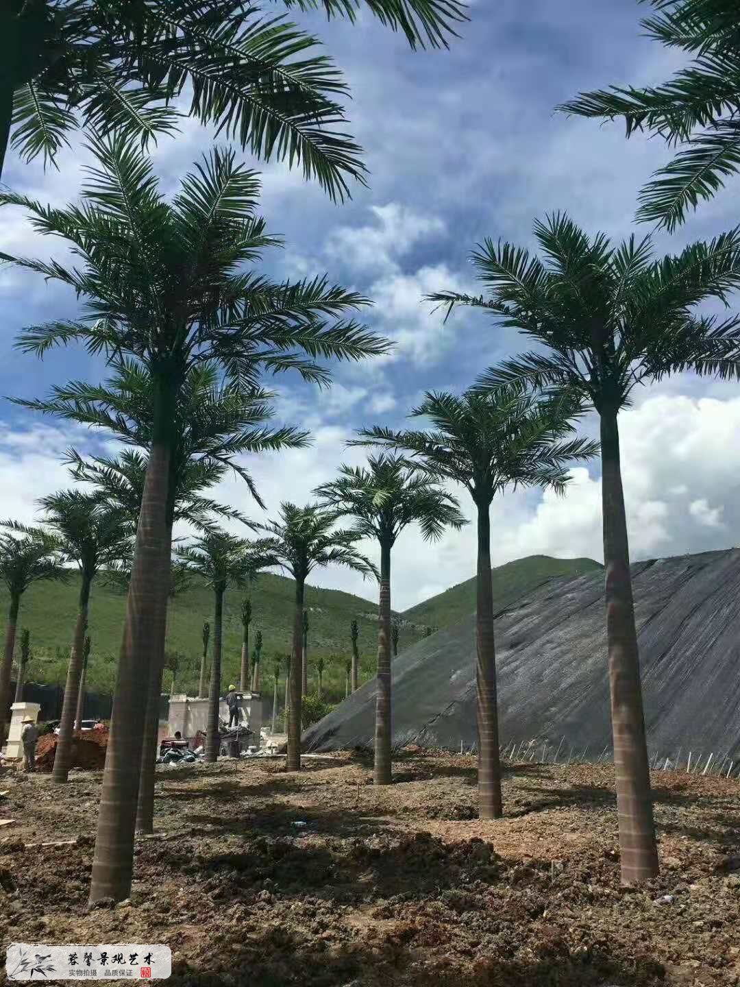 深圳哪里有仿真樹賣