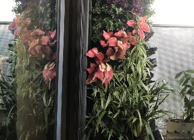 陽(yáng)臺(tái)植物墻