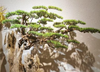 獨(dú)立造景迎客松