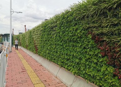 市政路綠化